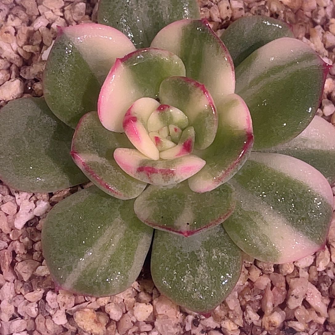 尚品园艺福利锦7858