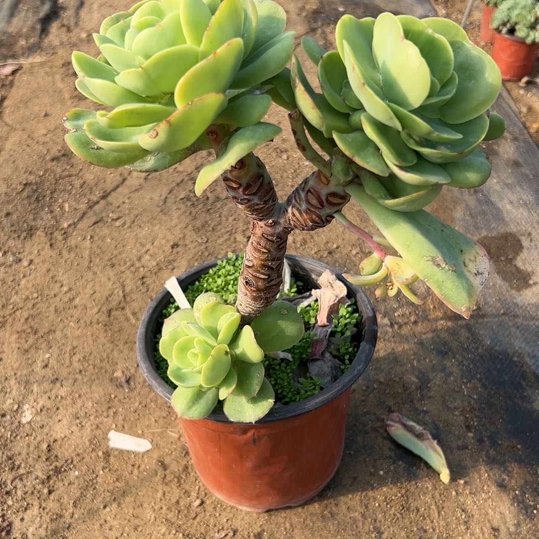 多肉植物鸡蛋碧桃
