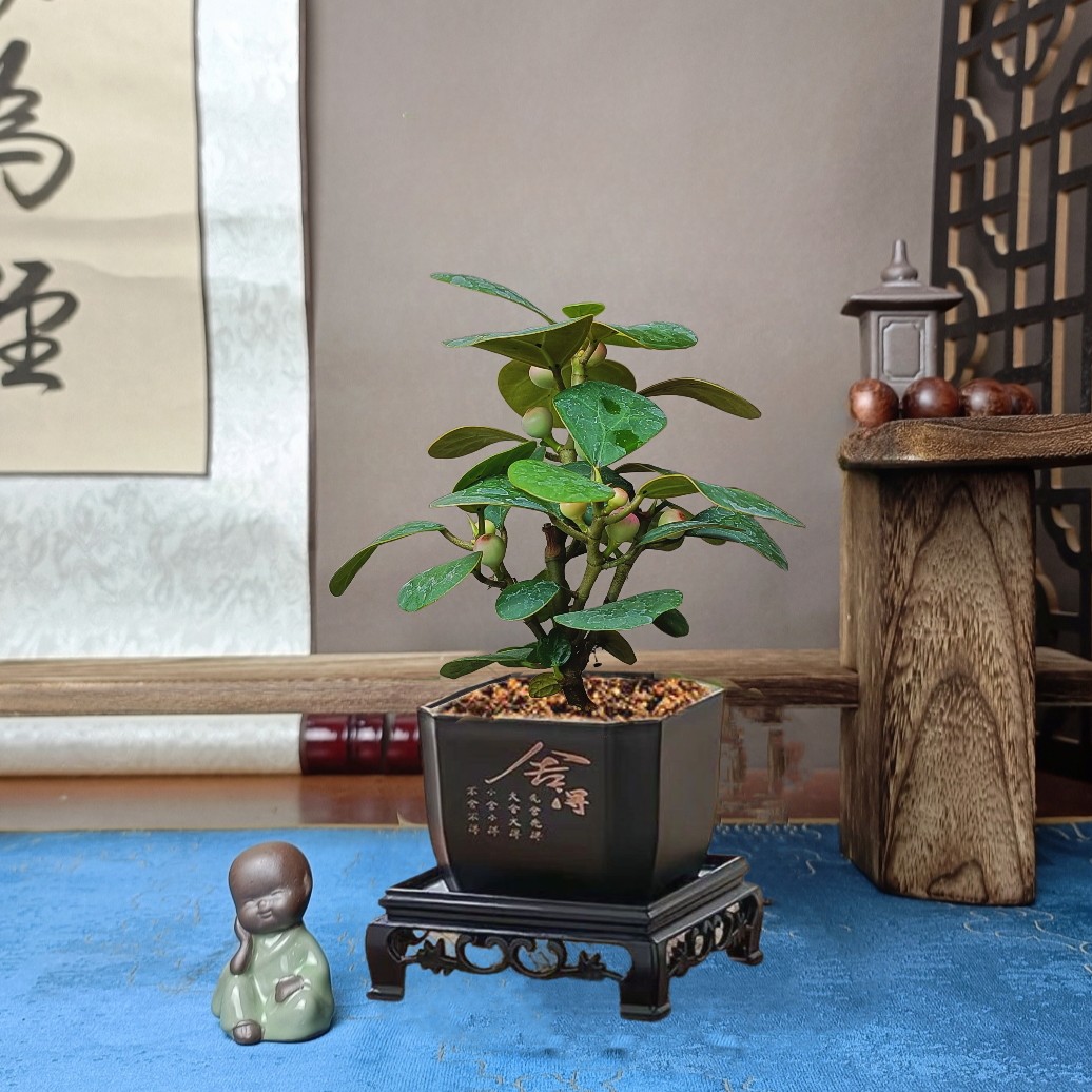 带果小盼菩提盆栽室内净化空气桌面盆景好养活绿植新中式植物