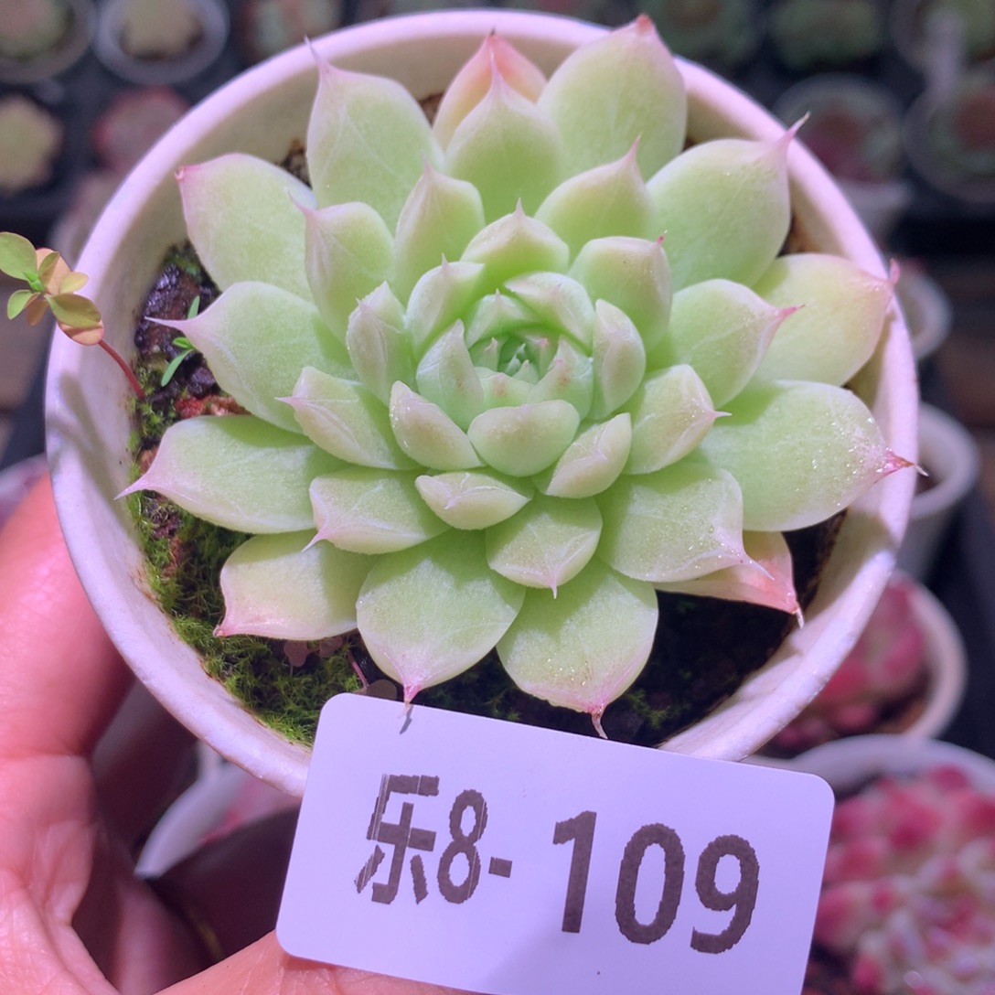 乐然 8-109 紫霞仙子 