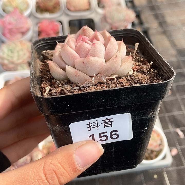 一物一拍满十元包邮发货 156