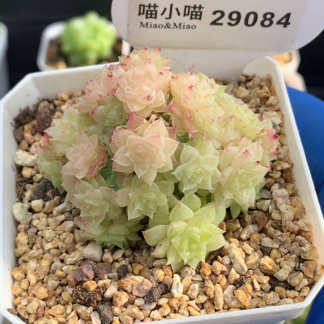多肉植物杂交珍妮