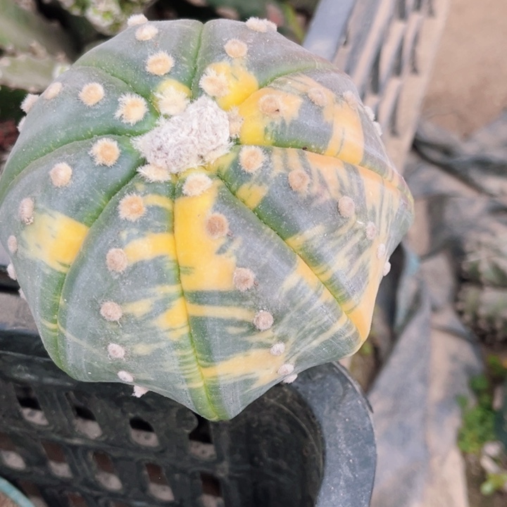 海星兜嫁接仙人球jin