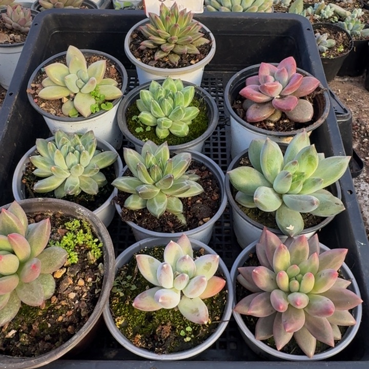 080多肉植物一物一拍