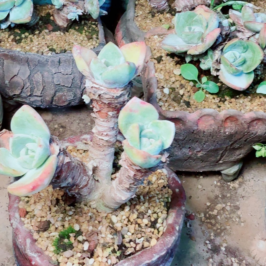 小****8748泡芙苹果叶多肉