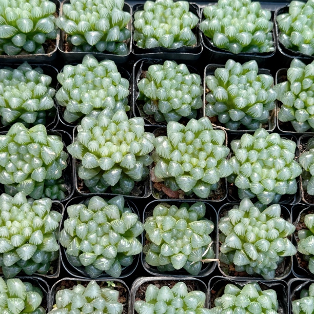 三个糯姬玉露多肉植物