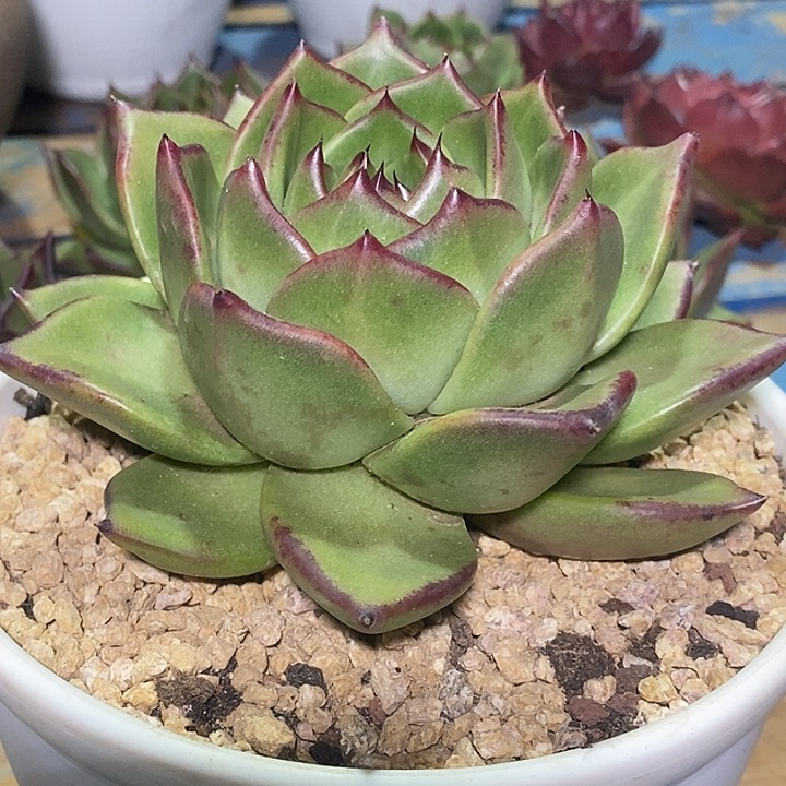 用***8原始种凤凰10            