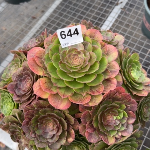 644花月夜26厘米左右