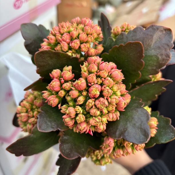 【缤纷甄选】精品钻石长寿生花苞到手鲜花一盆