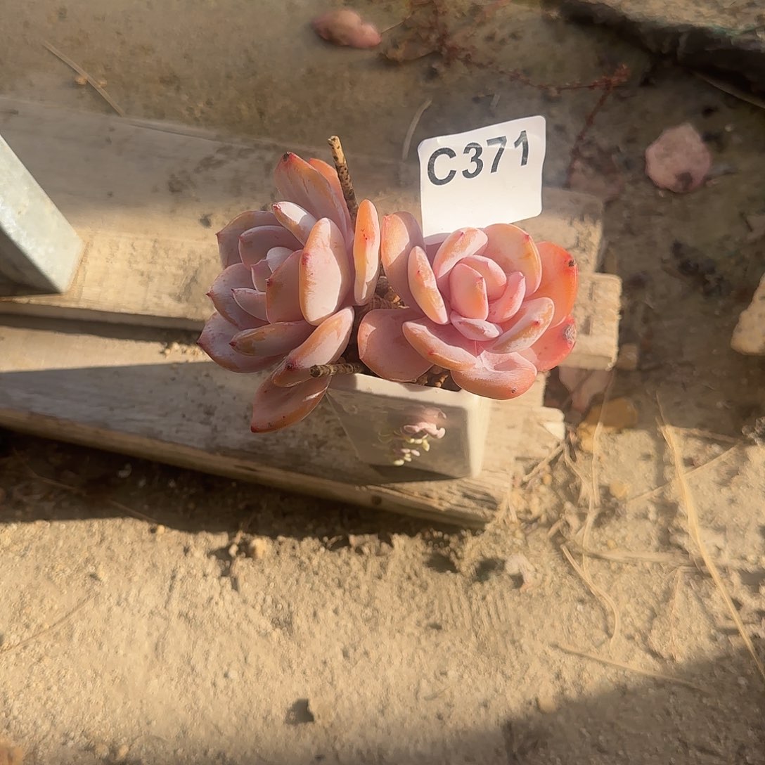 ****兔精品多肉一物一拍371