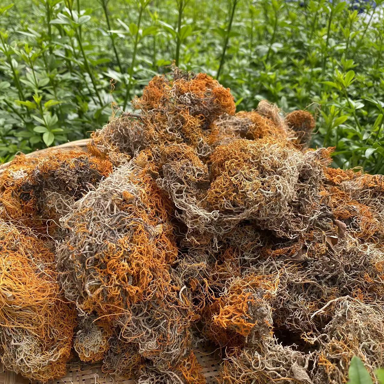 [藏区优质山货]云南山货 红雪茶