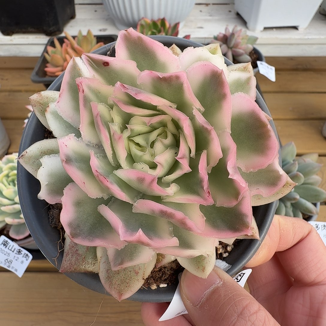 紫蝴蝶锦111128-63