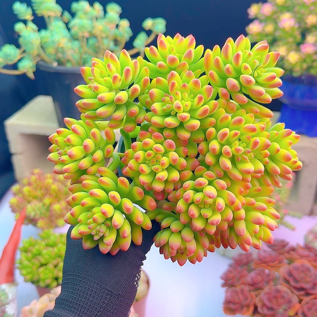 香香春萌  带盆带土  阳台庭院好养 耐干旱 喜光喜阳