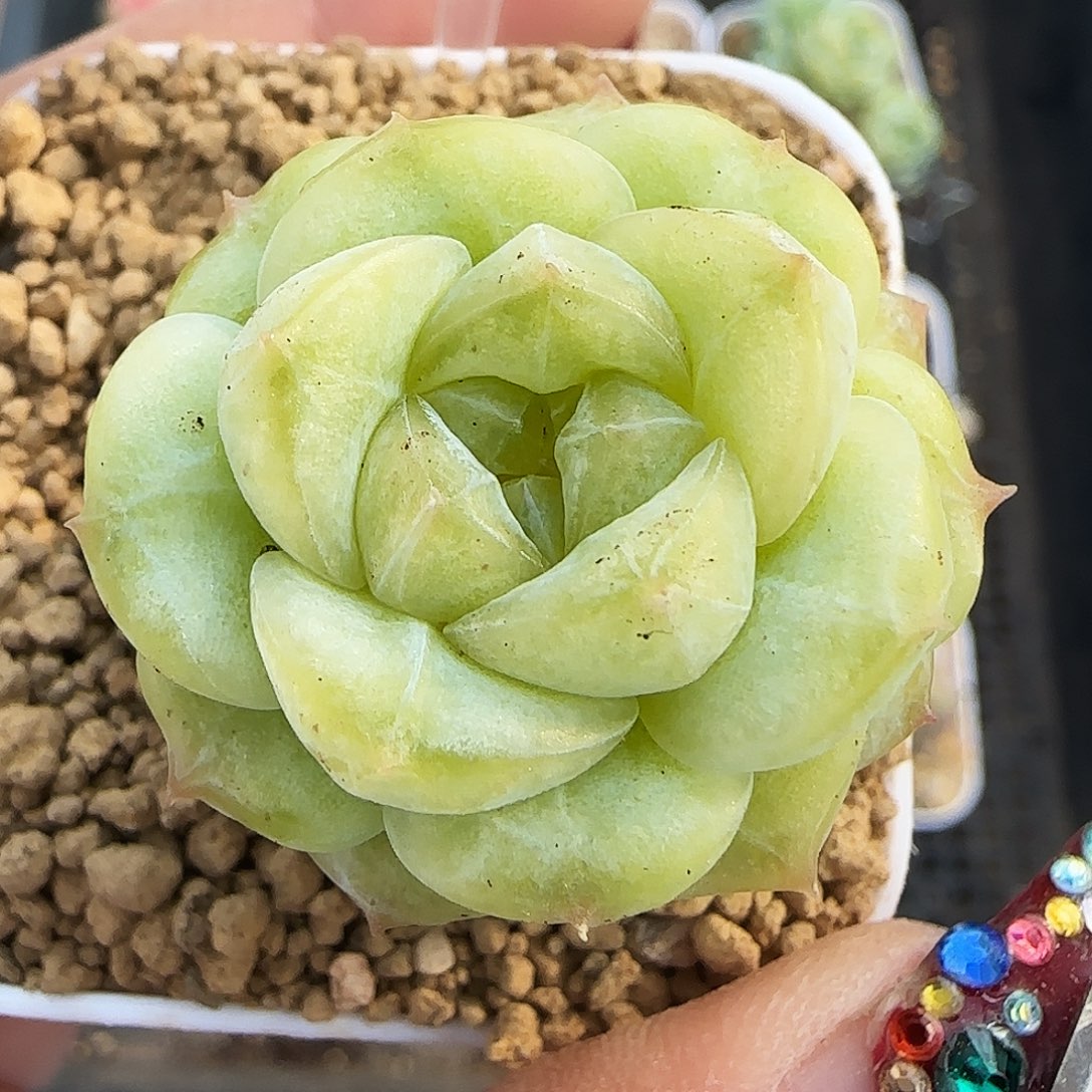 518号哈哈哈哈哈哈