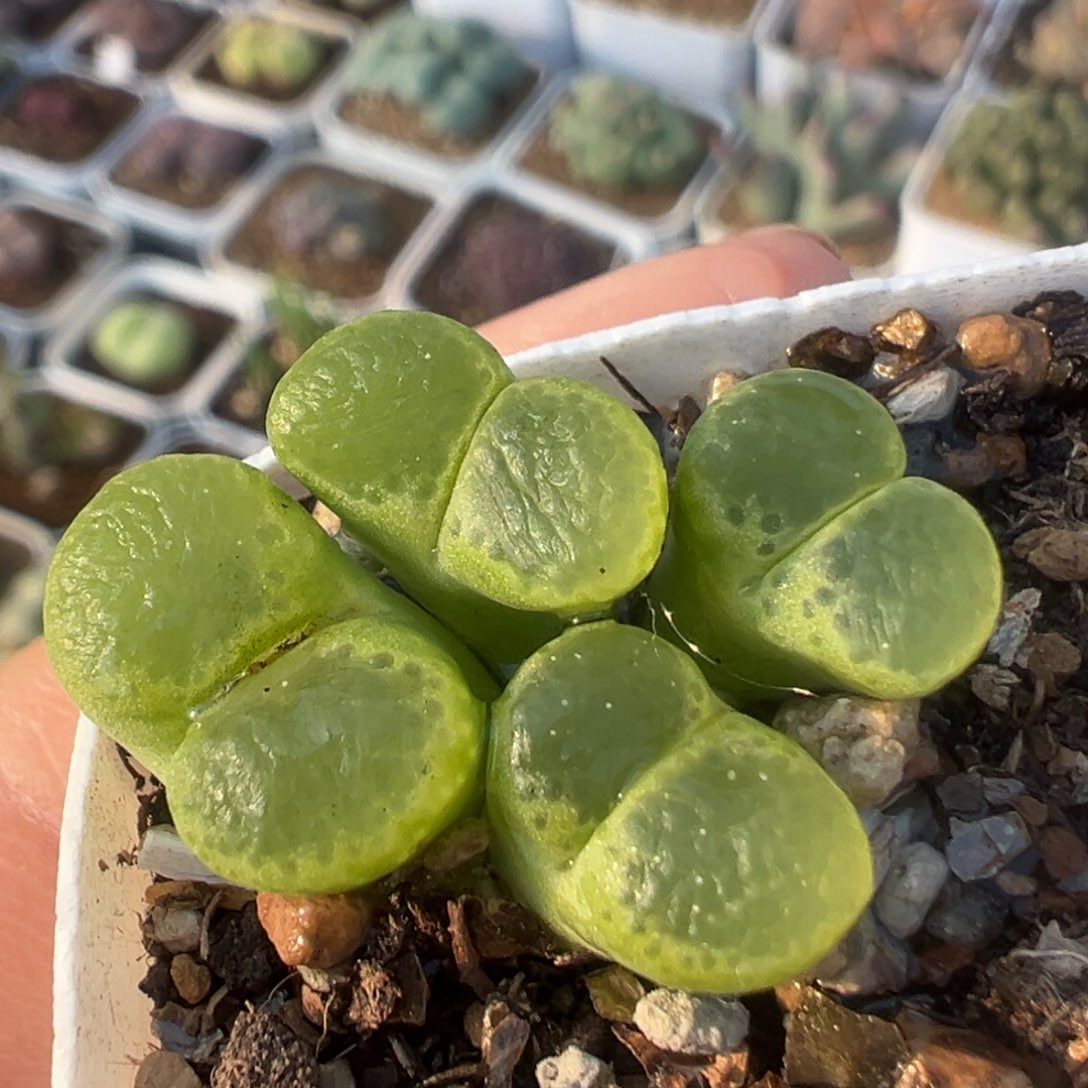 3009多肉植物大眼睛1453.81