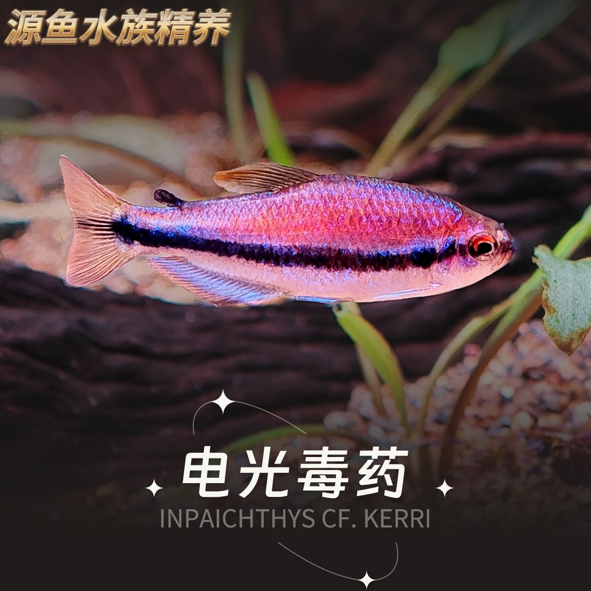 电光DY/热带鱼/观赏鱼/南美灯鱼/草缸/南美缸/不分公母/混养