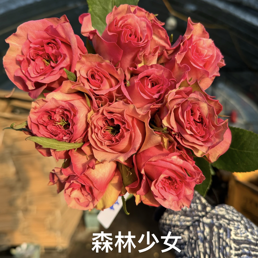 【森林少女】切花月季灌木阳台庭院盆栽勤花四季