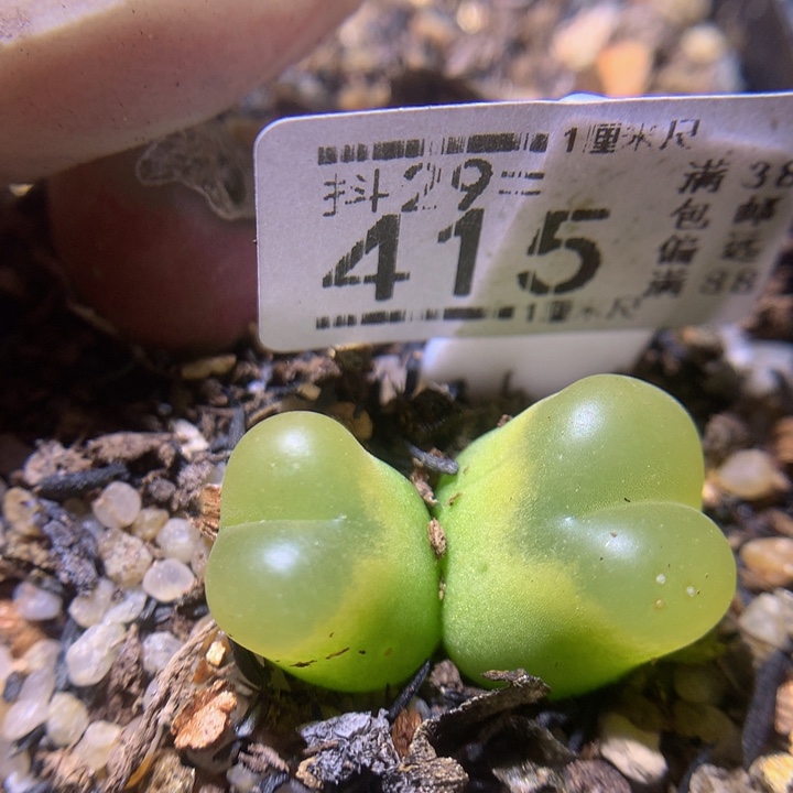 生石花多肉29.415