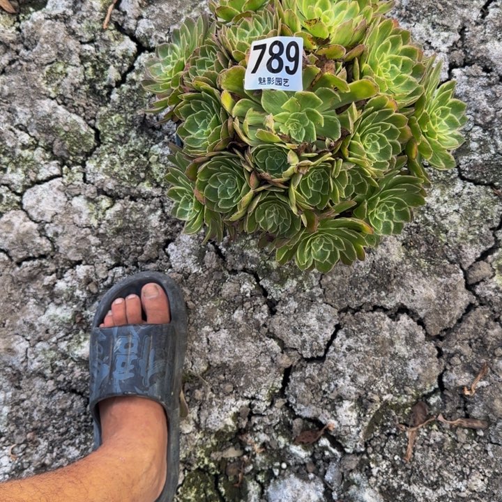 万花筒花花25-5包邮花花