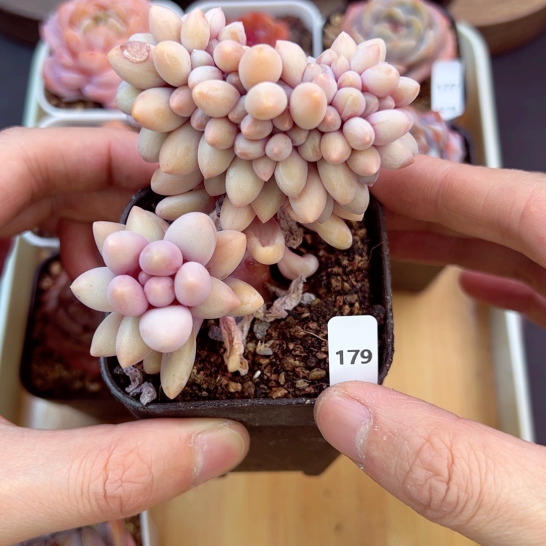 好好看179、哈哈哈哈