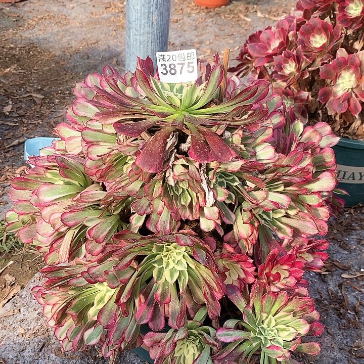 3875 一颗水木年华法师