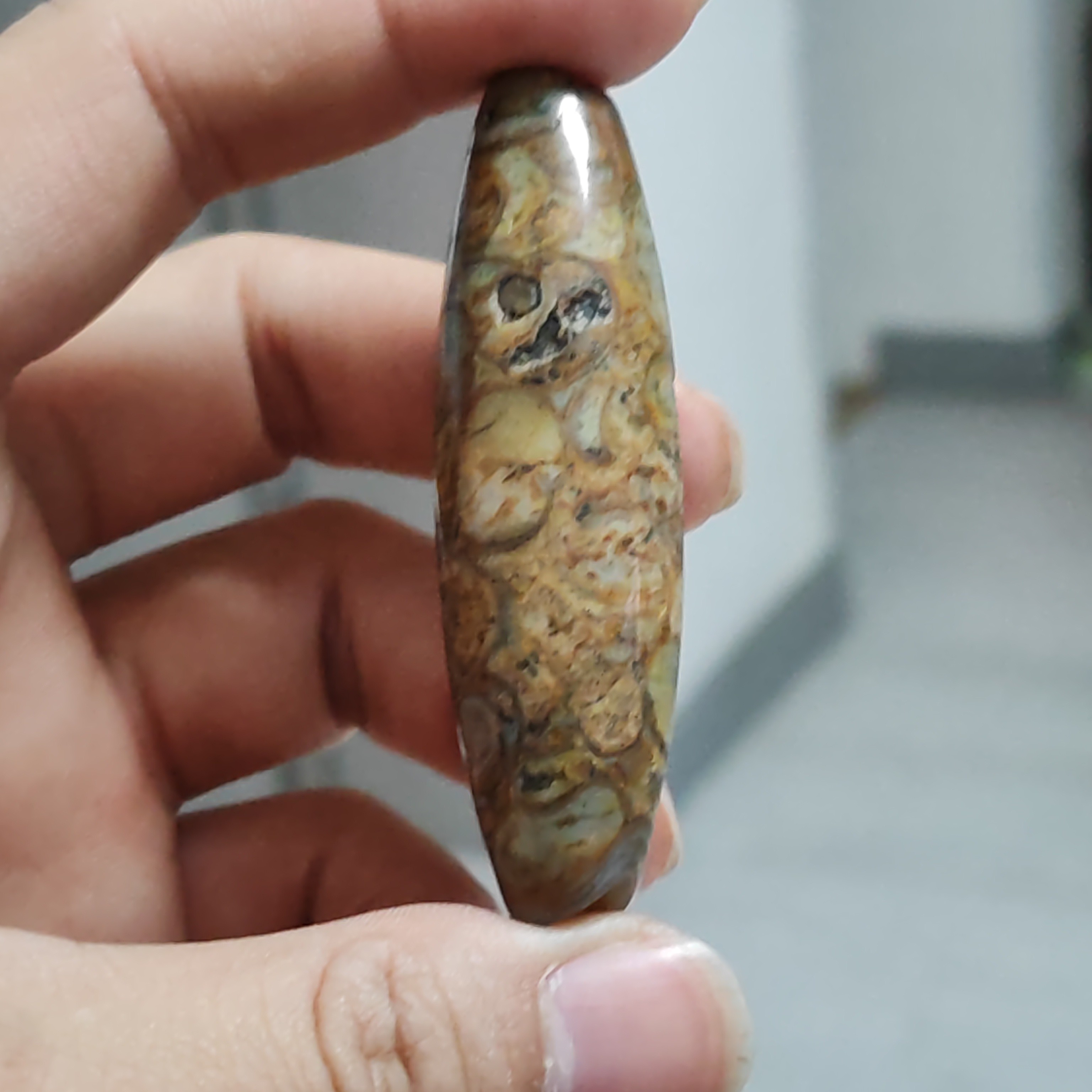 海螺原石珠珠 最早期的珠珠 通体玉化珠珠