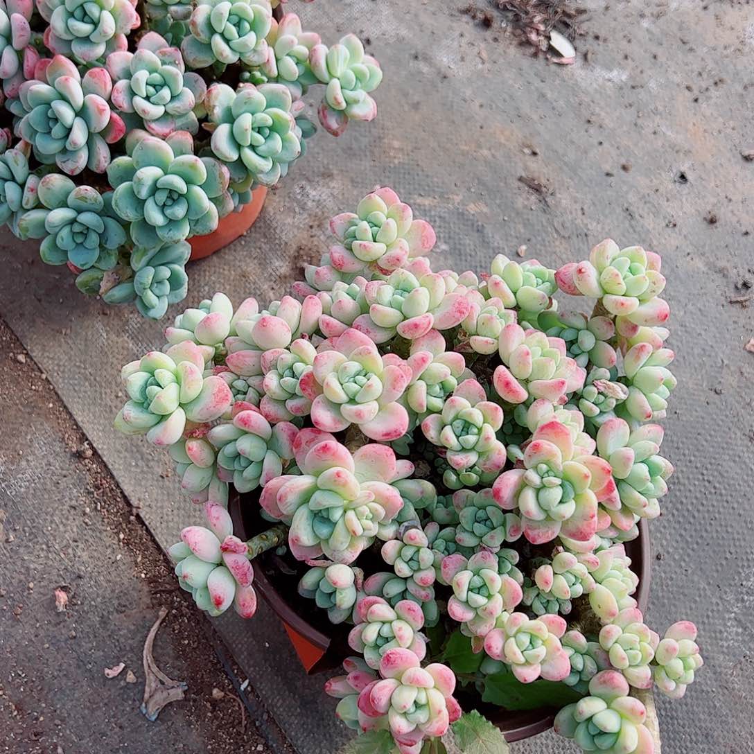 香香劳尔多头群生精品特价