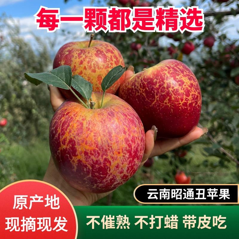 昭通冰糖心丑苹果高原生态产地直发新鲜采摘脆甜多汁十斤包邮顺丰