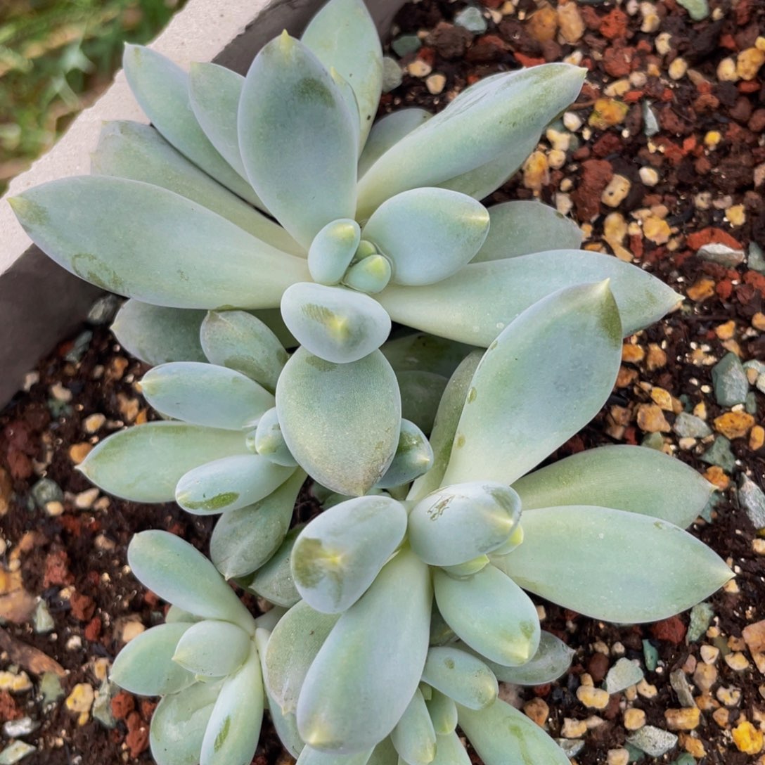 无花朵胖哥特多头88888