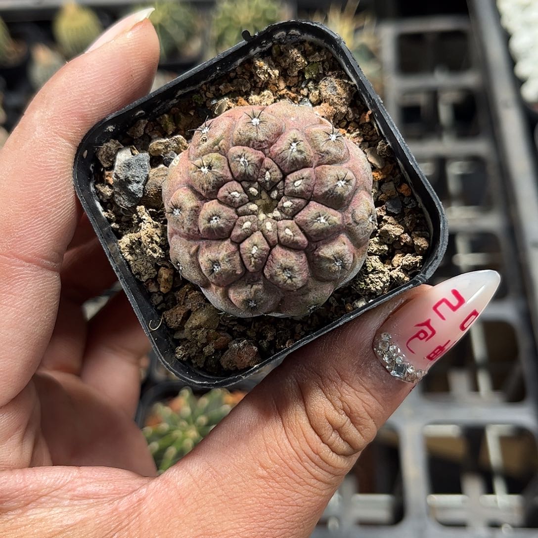 蜥蜴皮单头发货单头发