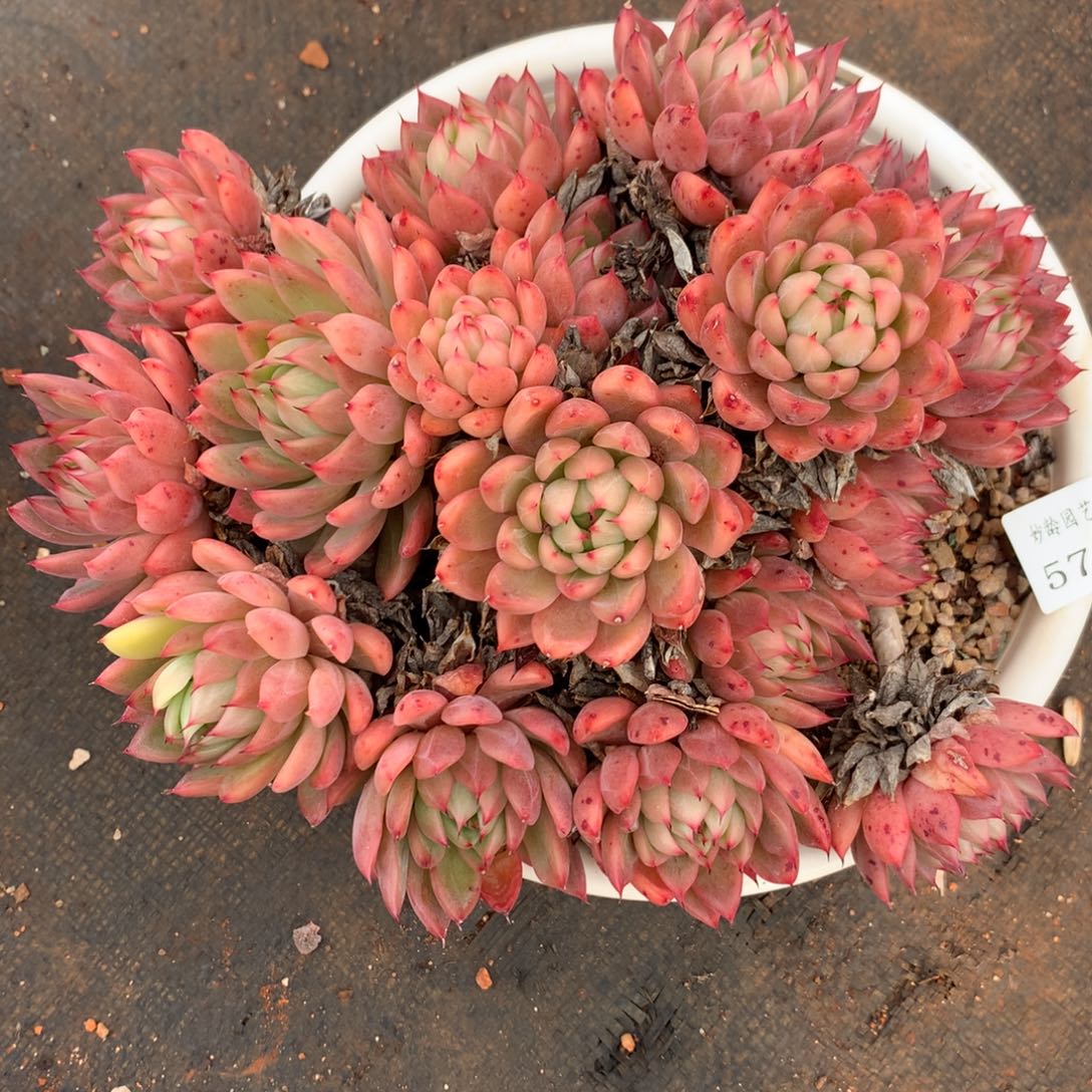 572杂交多肉植物22冠