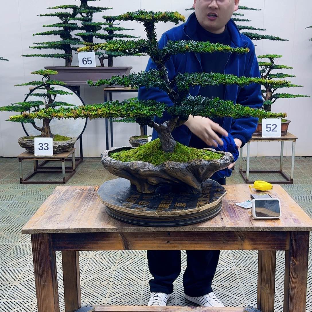 无花朵珍珠红芽罗汉松造型盆景
