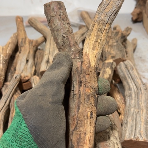 大果紫檀（缅甸花梨）曾***诺