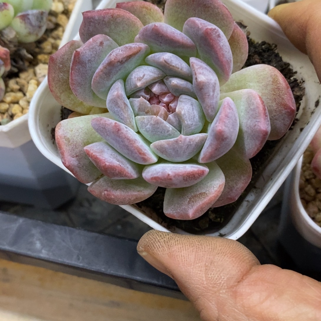 精品多肉一物一拍不包整259