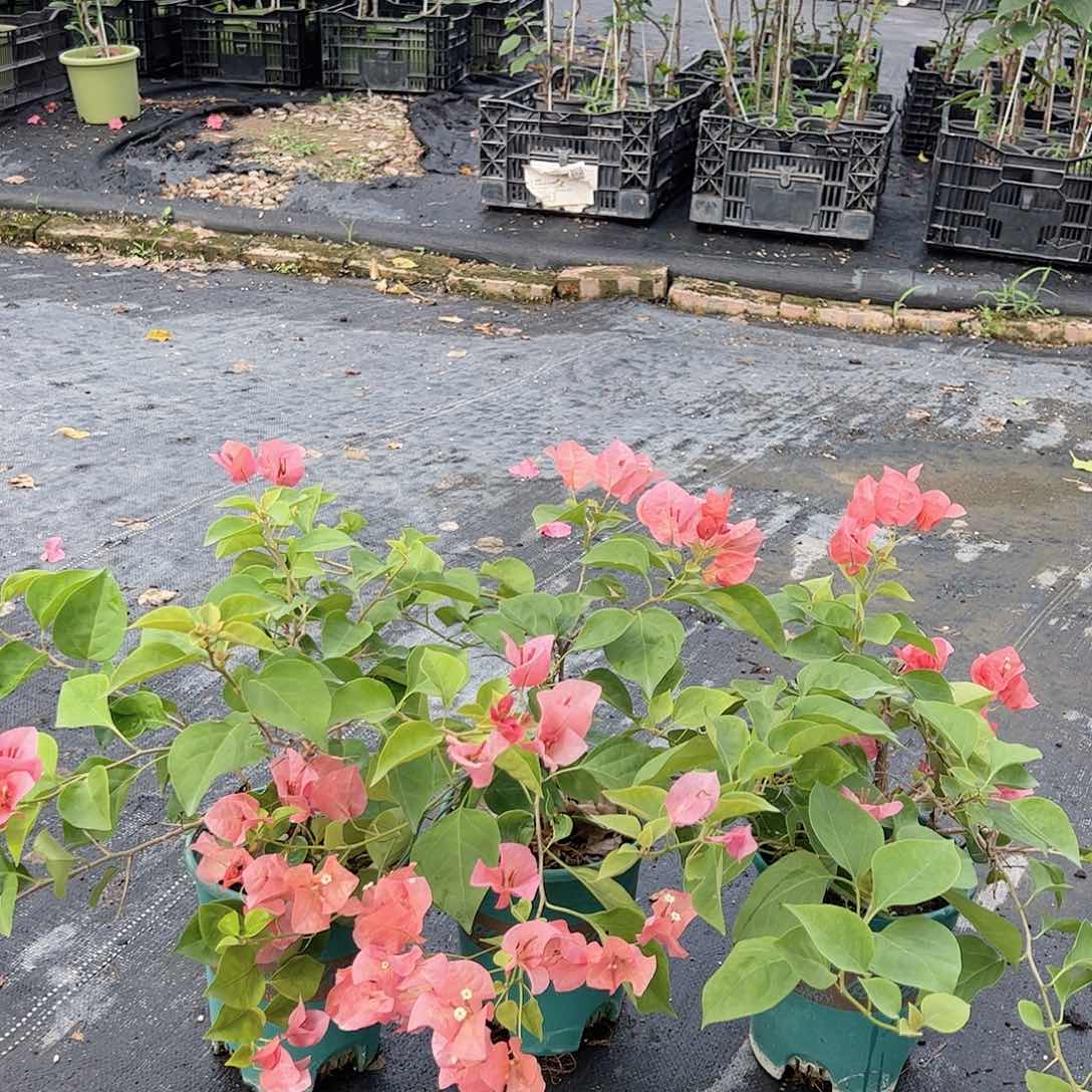 不甜西瓜低飘一颗29.9