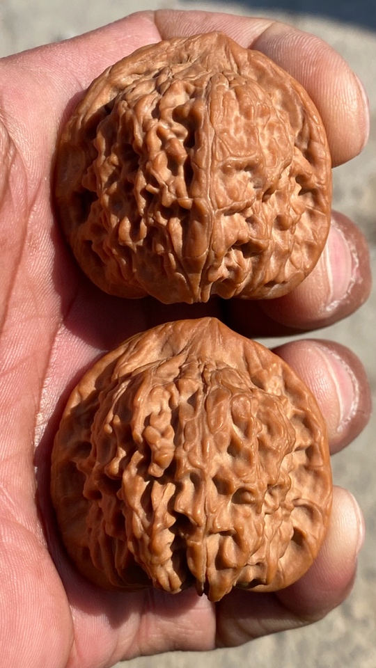 文玩核桃红狮子全品原生态红皮