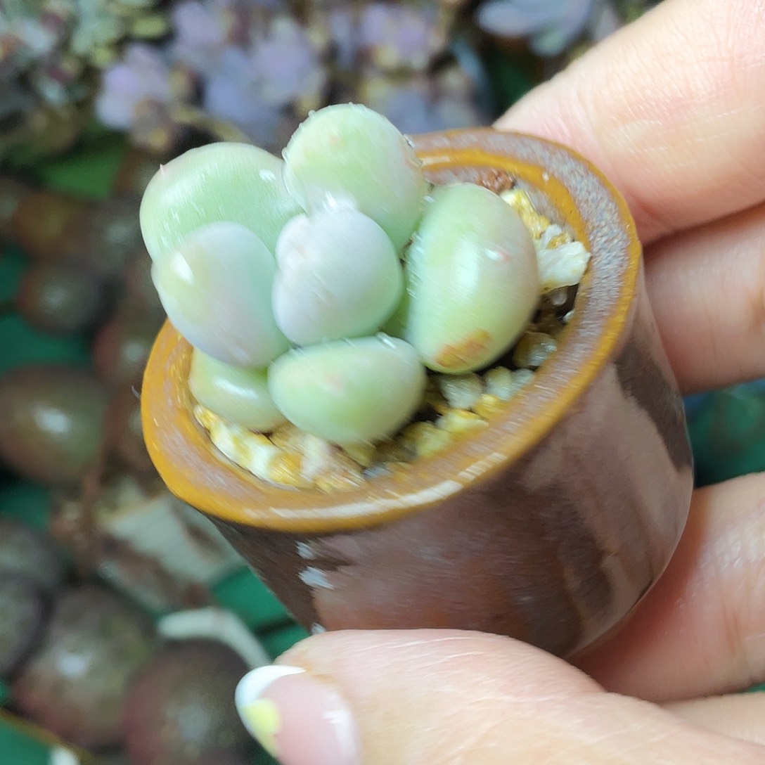 い**ᝰ多肉植物的生长发育与生长发育