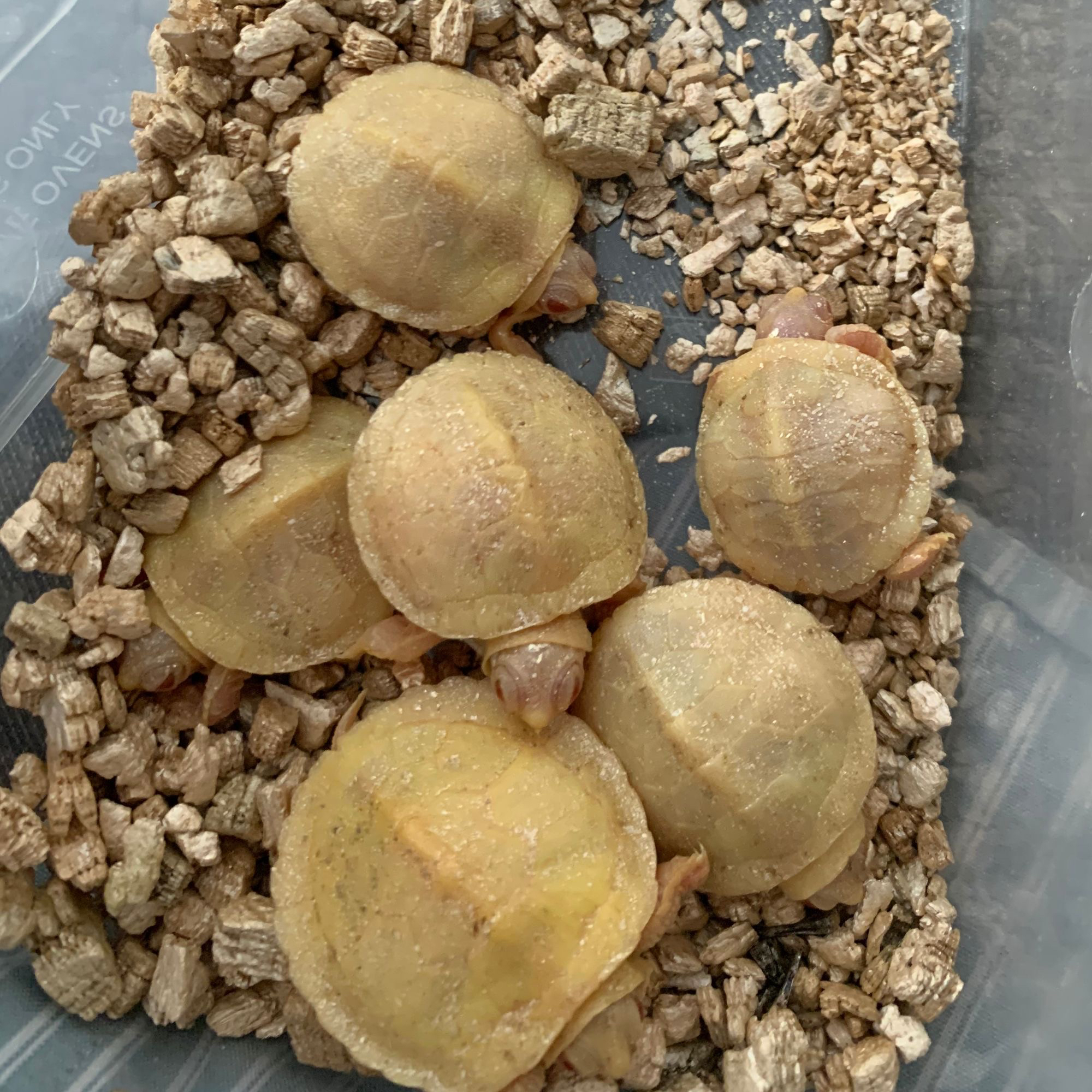 直播专用连接，变异龟安全包到家