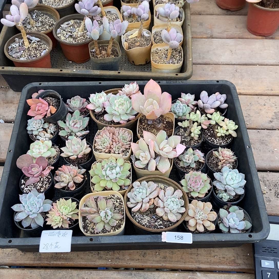 158号多肉植物28个一晌贪欢专拍湖南