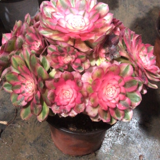 .***慢无花朵荔枝法师多肉植675号