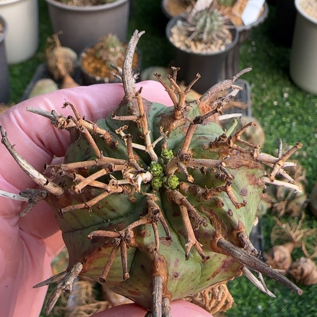 80法立达啊啊啊啊啊