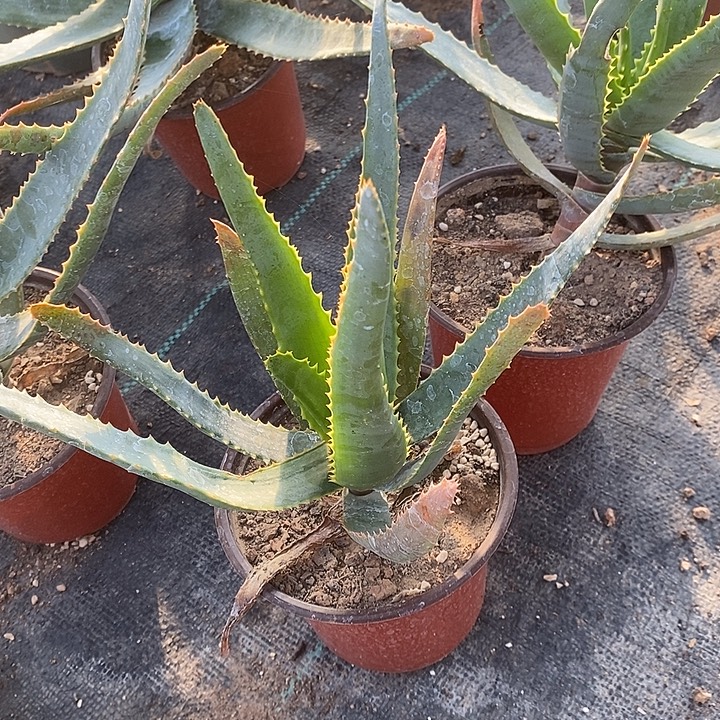 完美主义者勿拍卡比塔塔变种