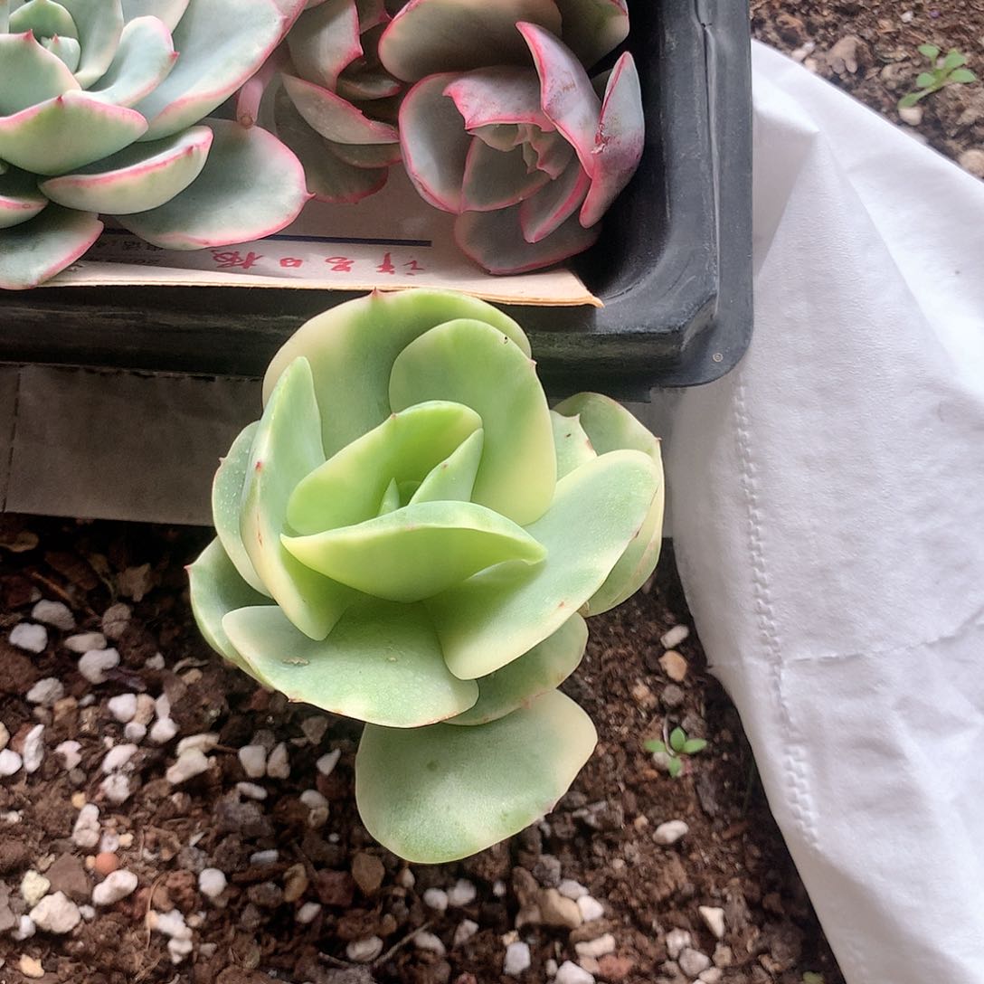 碧桃锦多肉植物砍头有桩