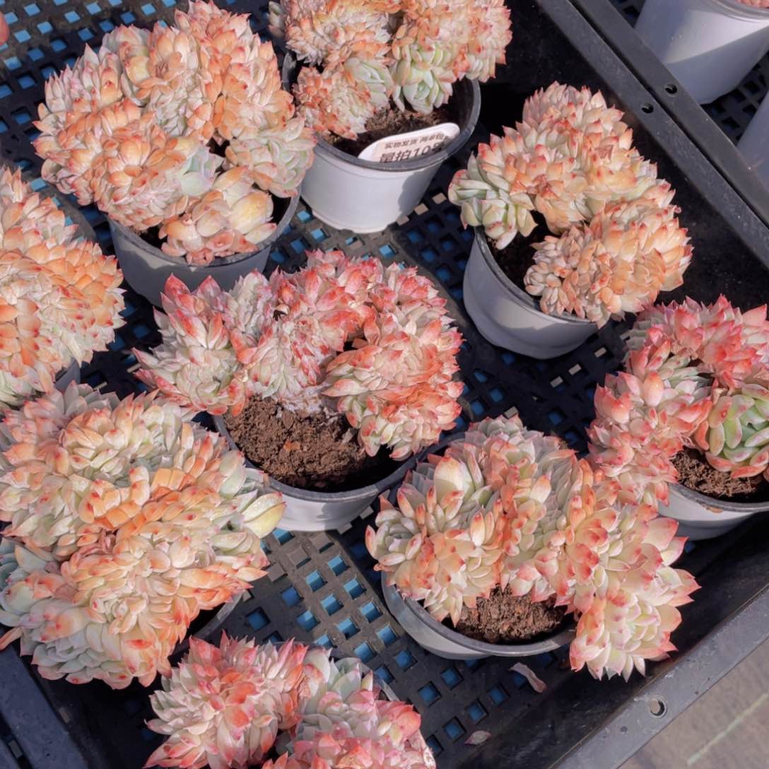 量拍10号莎莎女王缀化一个