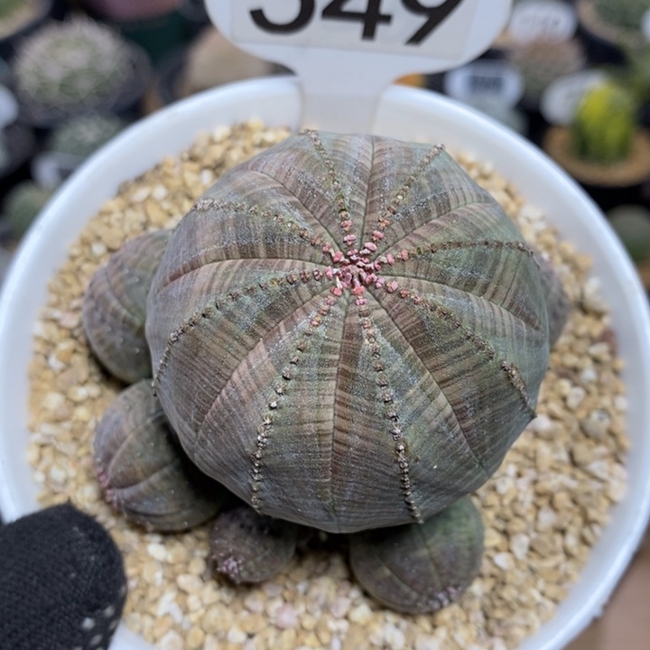 群生布纹球549号8cm