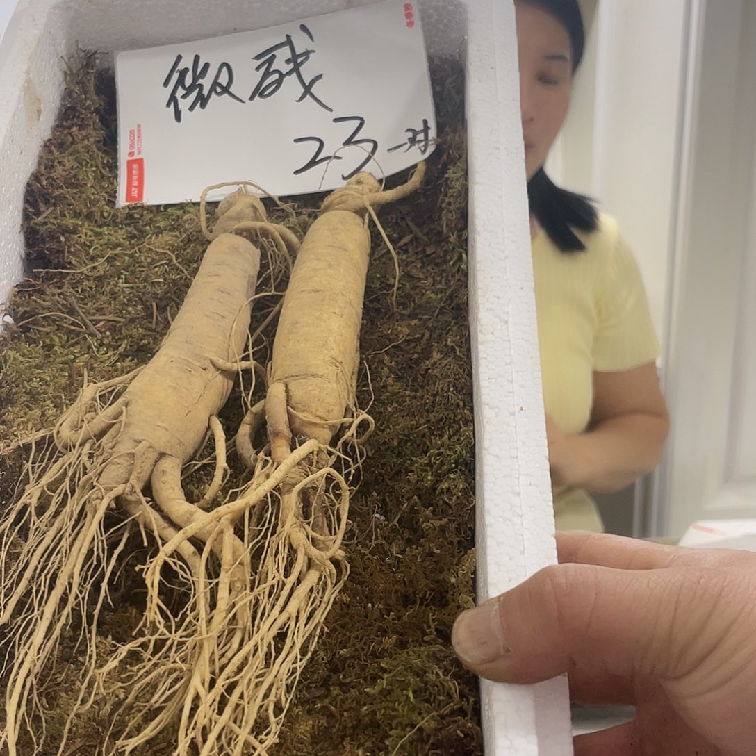 中国大陆长白山新鲜残