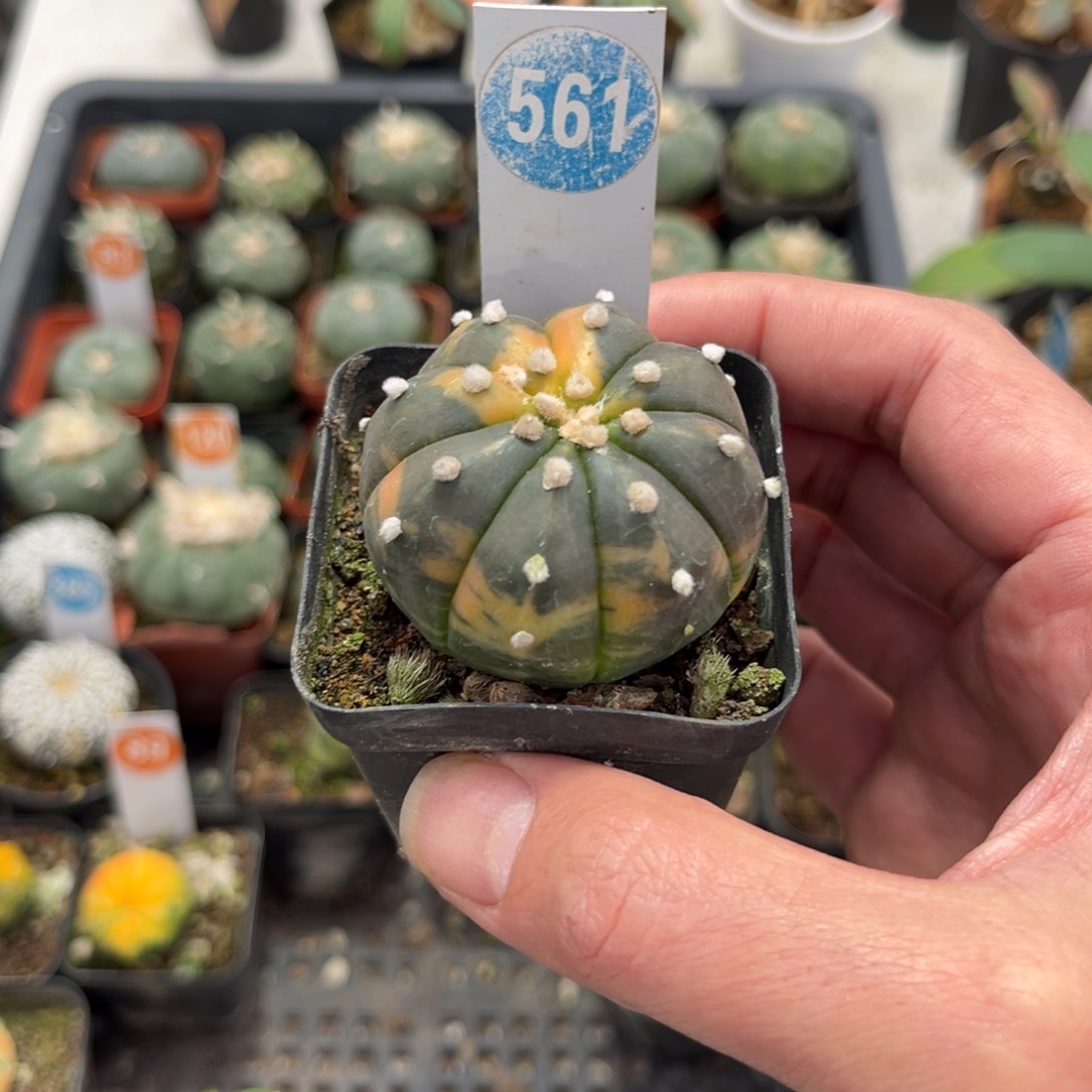 561实生兜锦带盆带土发货