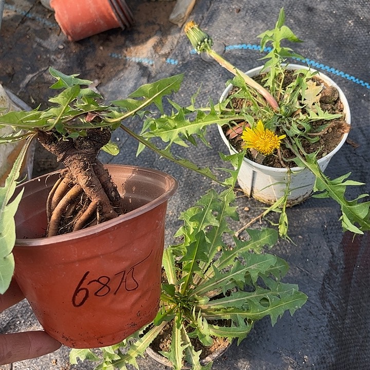 小****当前无花栽培后可以开花一颗绯红蒲公英一颗千层皇蒲公英
