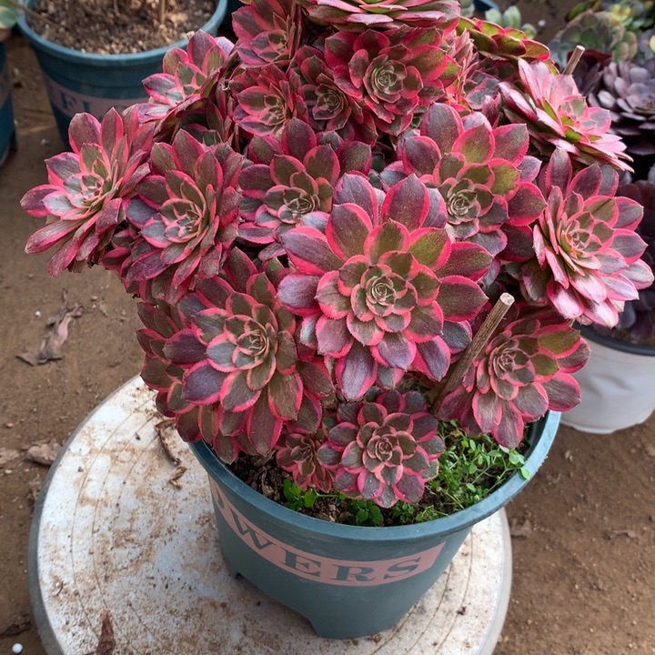 899雨荷多肉植物特价