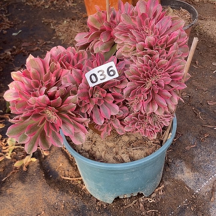  036粉女巫老庄缀化老